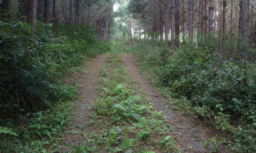 11-pinus