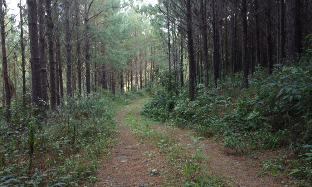 12-estrada-interna