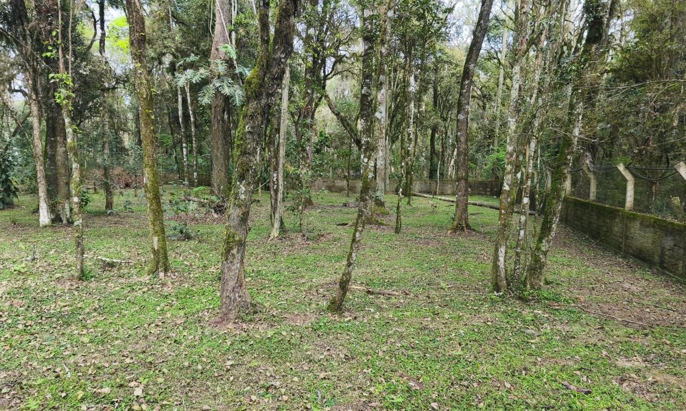 14-bosque