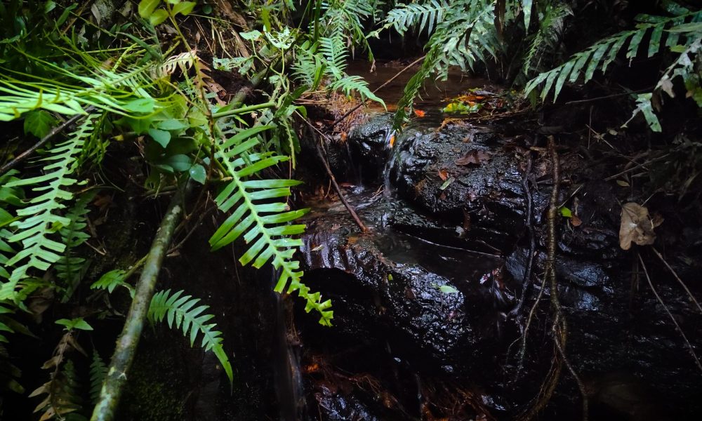 15-agua-de-nascente