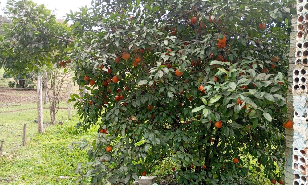 15-arvore-frutifera
