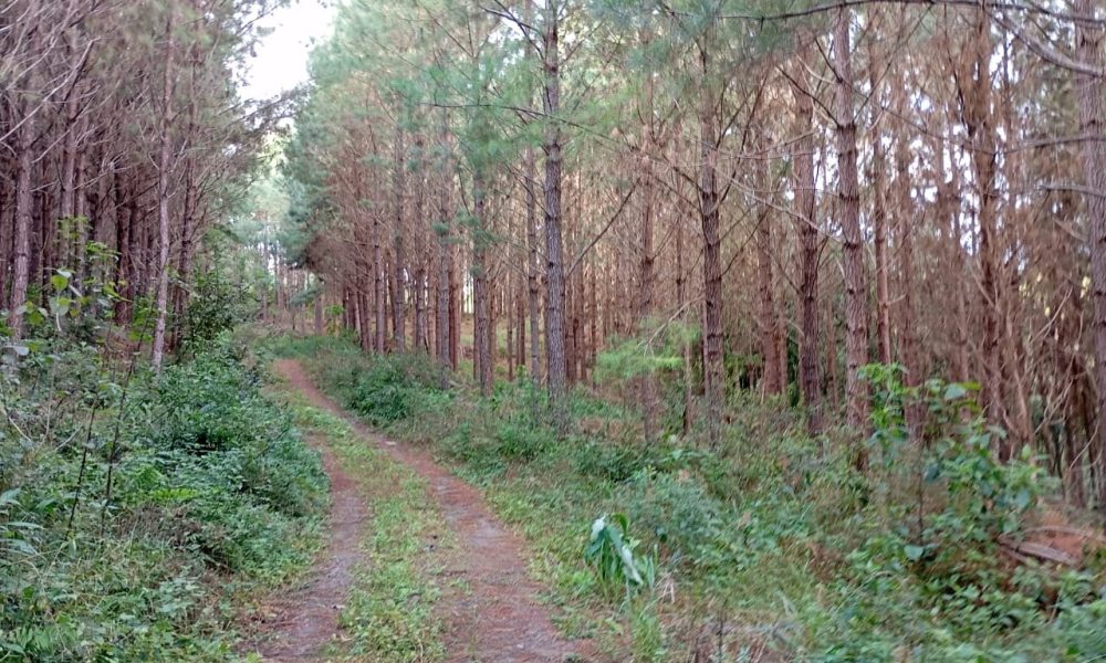 19-casa-e-pinus