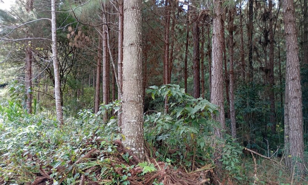 20-pinus